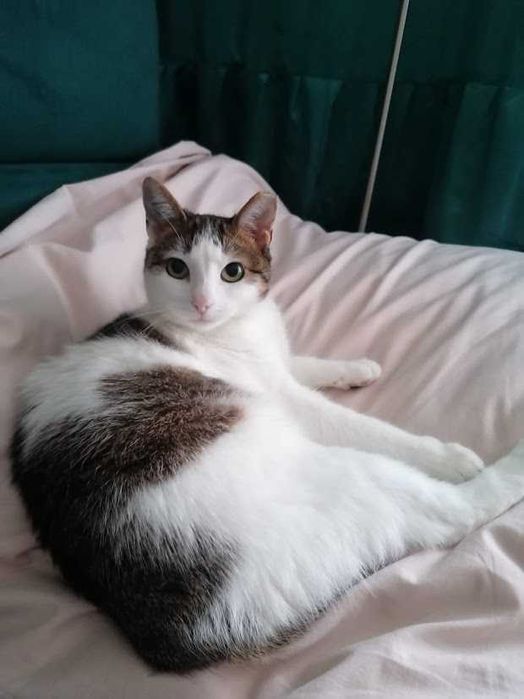 REZERWACJA Molly -śliczna spokojna młoda 2-letnia koteczka szuka domu!