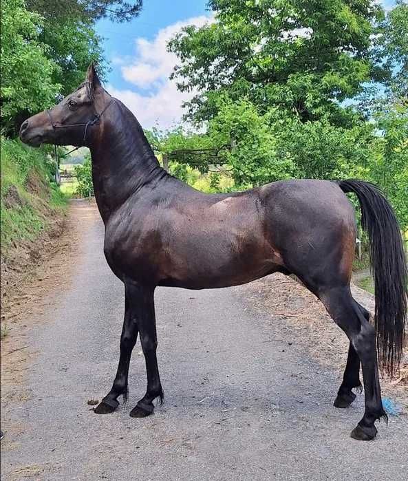 cavalo puro sangue árabe cobrições