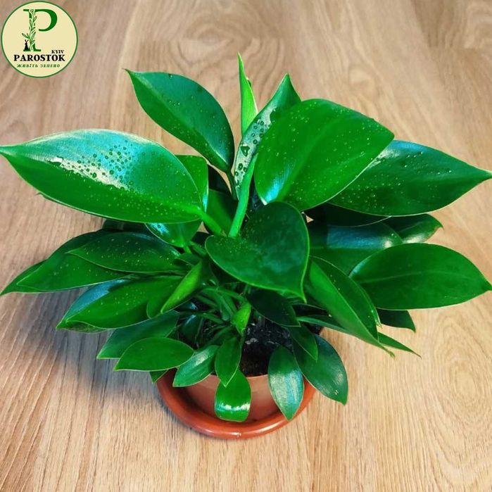 Філодендрон. Санлайт. Плющевидний. Принц Оф Оранж. Пінк Бікіні.