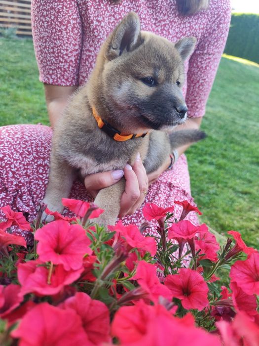 Shiba Inu KioFig ZKwP FCI  Piękne suczki