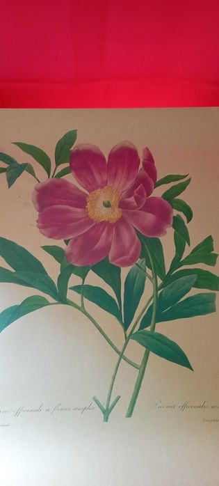 4 grafiki botaniczne grafika piękne wydruki kwiatów galeria na ścianę