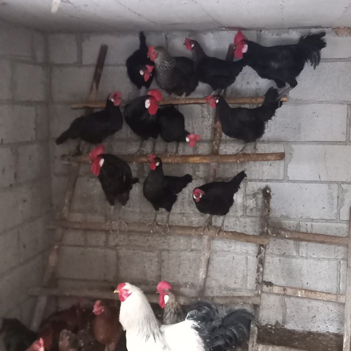 Sprzedam króliki i kury.