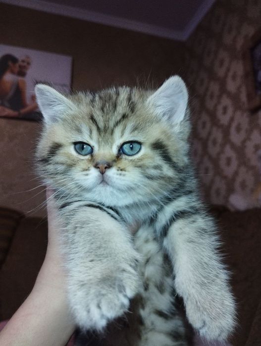 Продаються кошенята