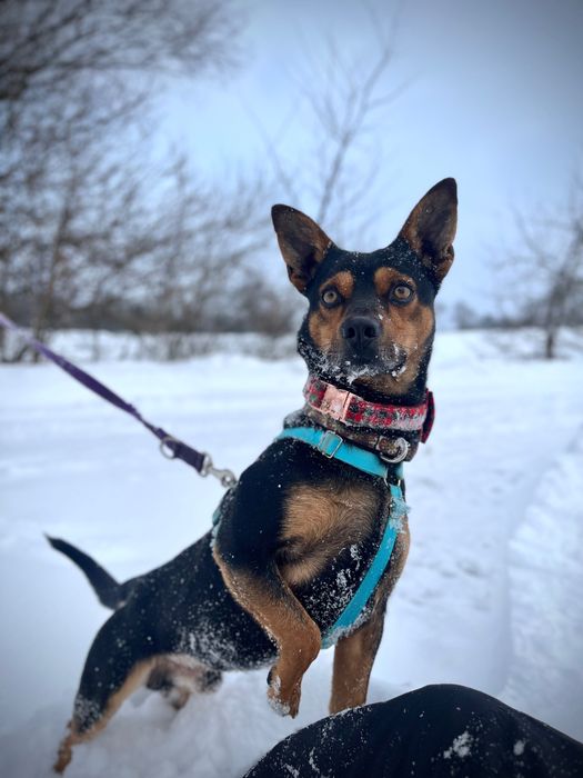 Mały Roki szuka domku!!