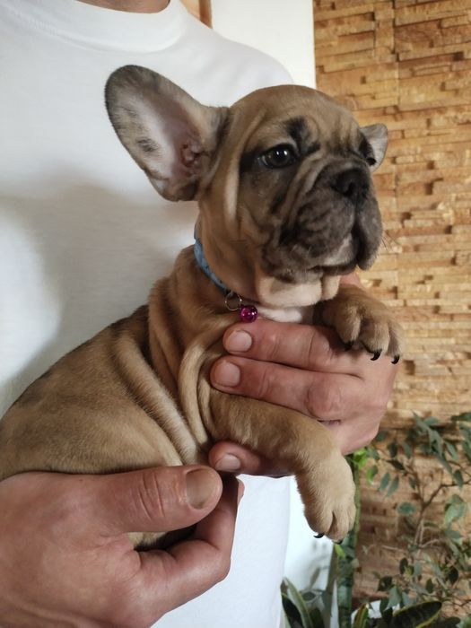 Очень сильно хочется семью. Малыши клубные клуба УКФ