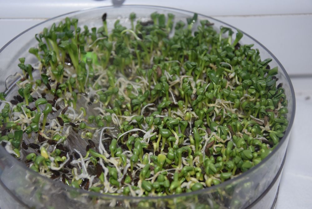 Łopian większy nasiona 2025