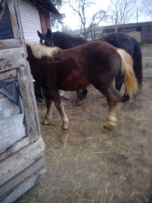 Kobyłę źrebną i ze źrebakiem sprzedam.