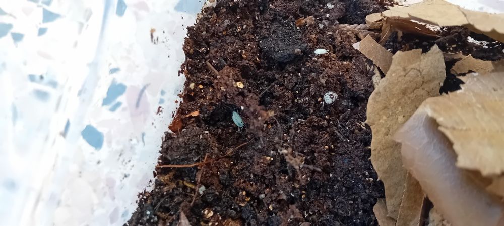 Trichorhina tomentosa "Dwarf White"