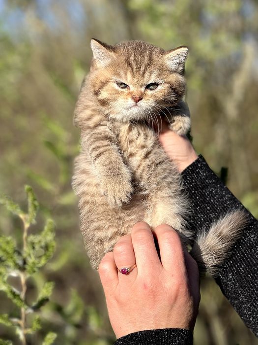 kitten - Коти - OLX.ua