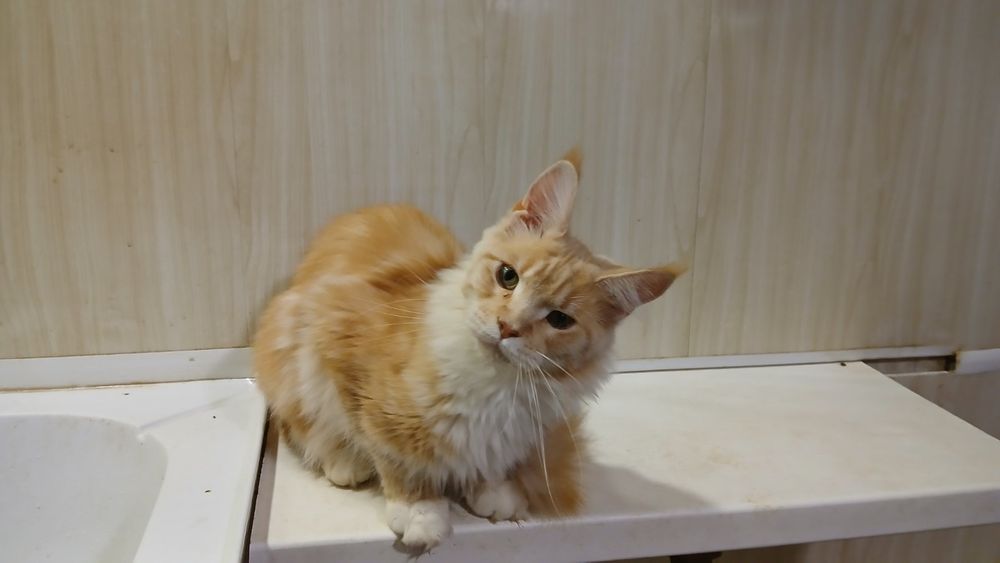 Мейн-кун рыжая чистокровная