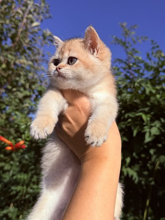 Елітні кошенята британці