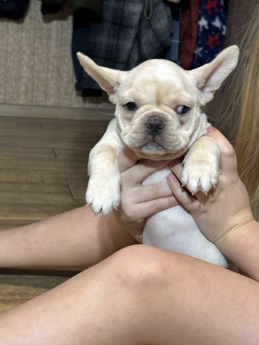 Мальчик кремовый .1,5 мес