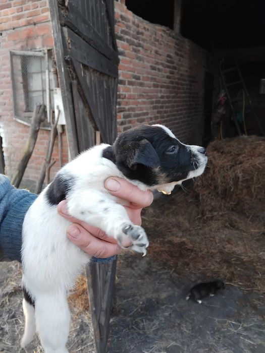 Szczeniaki oddam za darmo