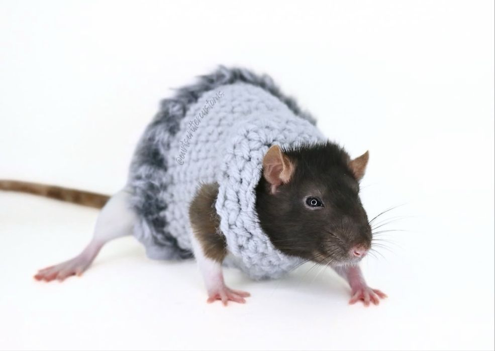Декоративні щури різніх порід
