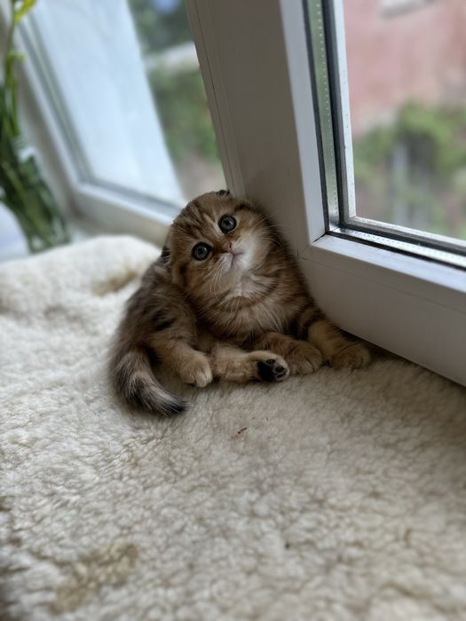 Шотландські кошенята