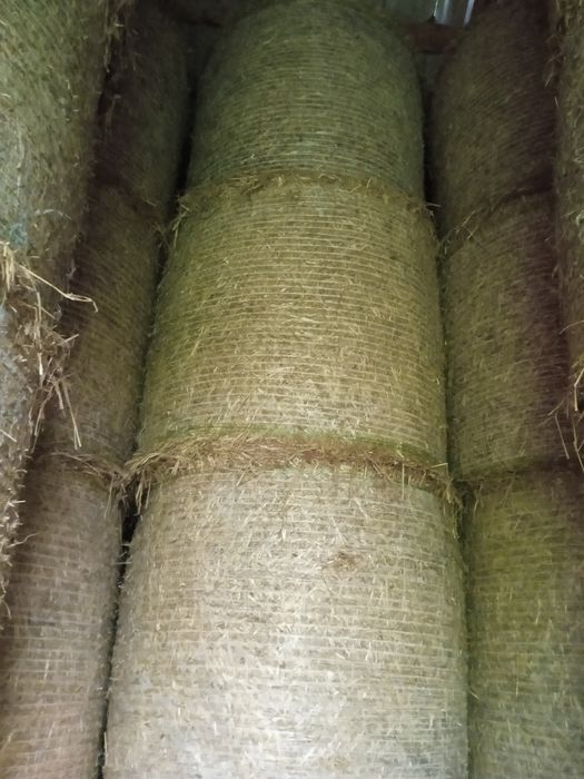 Słoma 2026 bele słomy 130x125 siatka suche ze stodoły