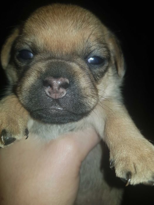 Продам щенков мопса 2500