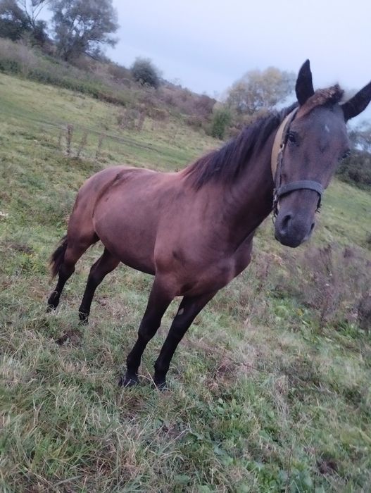 Продам гарну кобилу по великих конях