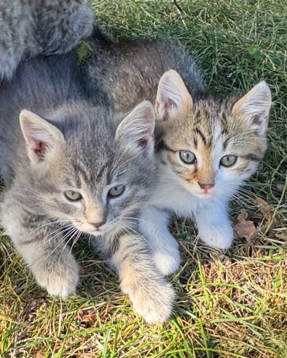 Отдам в добрые руки