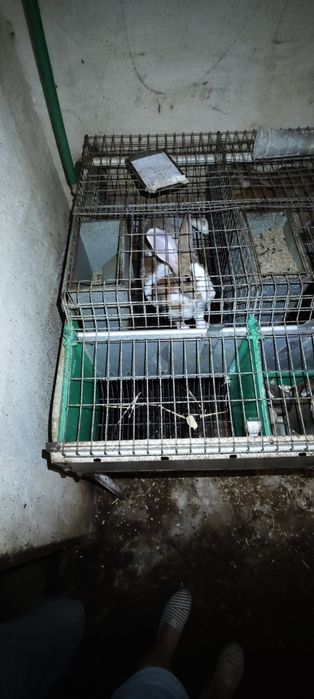 Jaulas para criação de coelhos usadas preço unitário