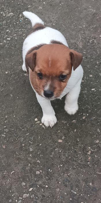 Джек Рассел тер'єр