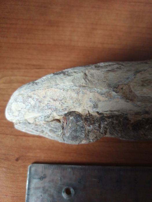 Peixe Fóssil Cretácico