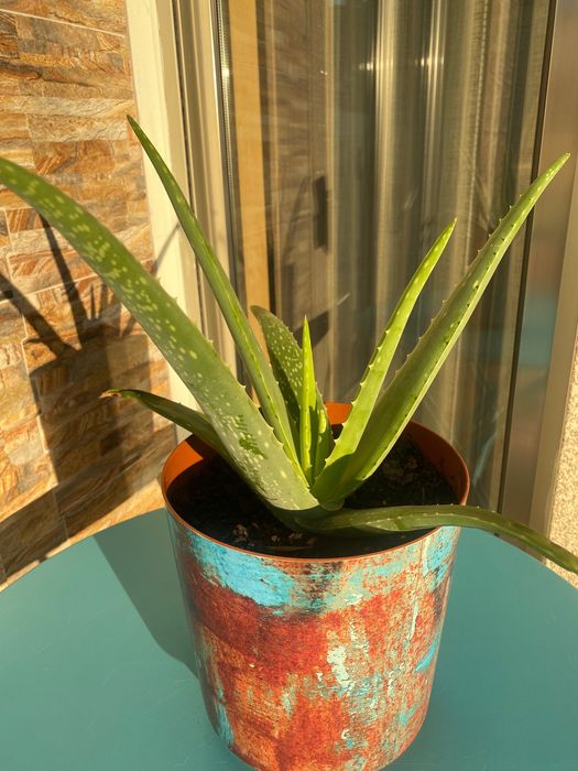 Aloé Vera biológico xarope do cato