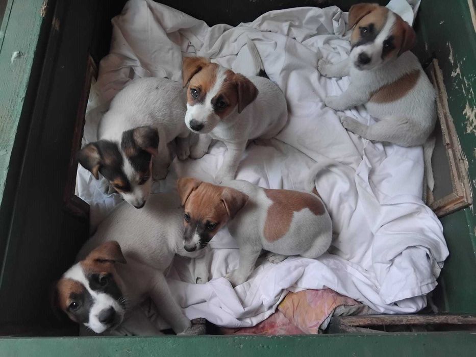 Jack Russel Terier