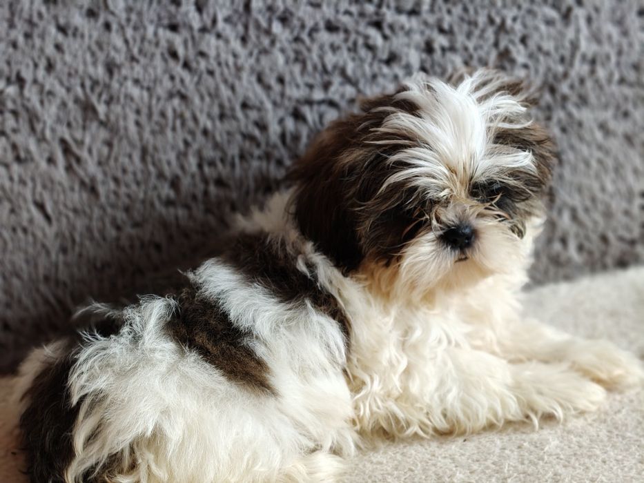 Suczka shih tzu rodowód