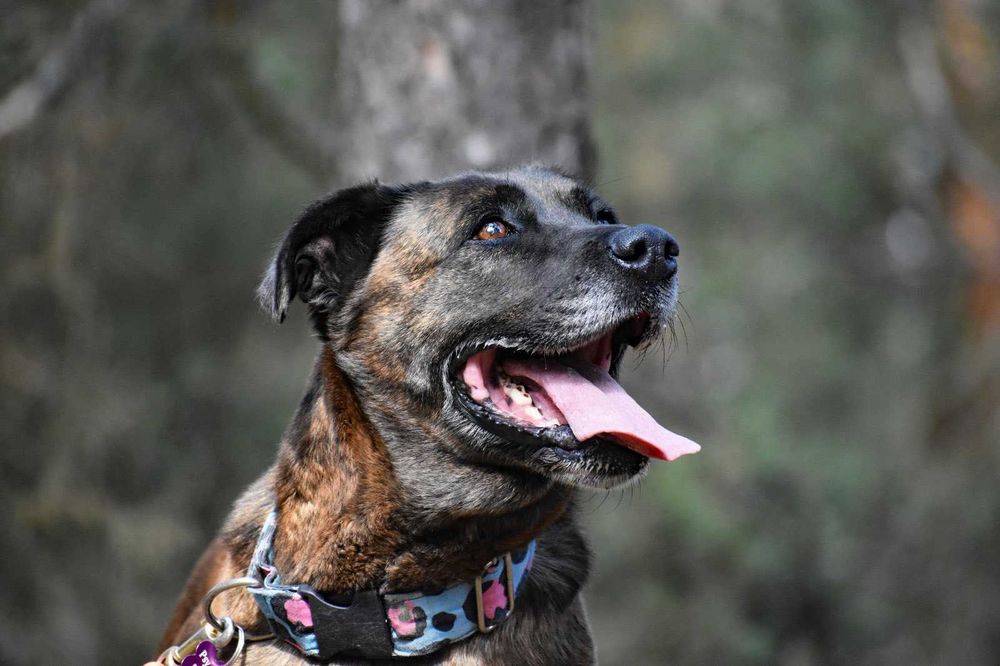 Trufla - piękna suka do adopcji!