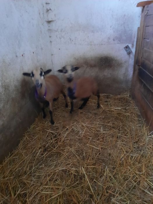 Owce kameruńskie I barany