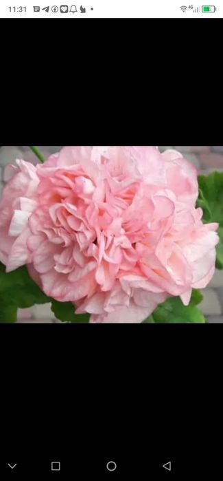 Пеларгонія пеларгонія