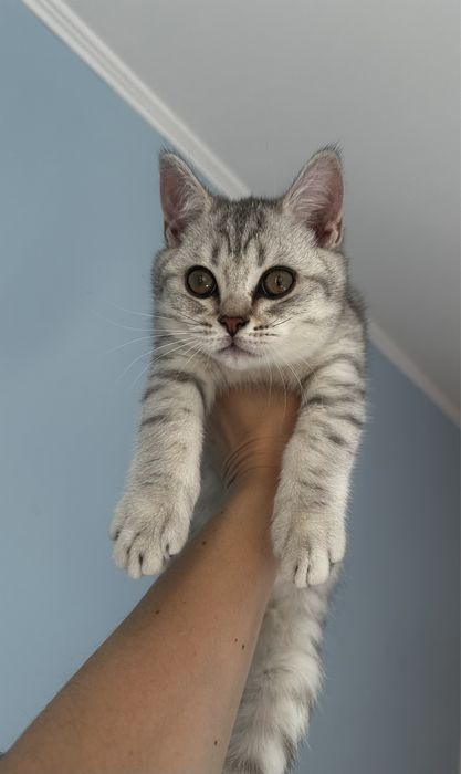 Котята шотландские скоттиш фолд мальчик и девочка