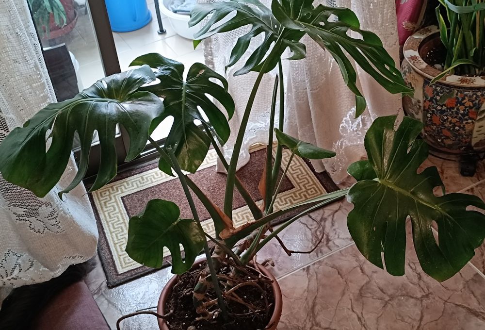 Costela de Adão (Monstera)