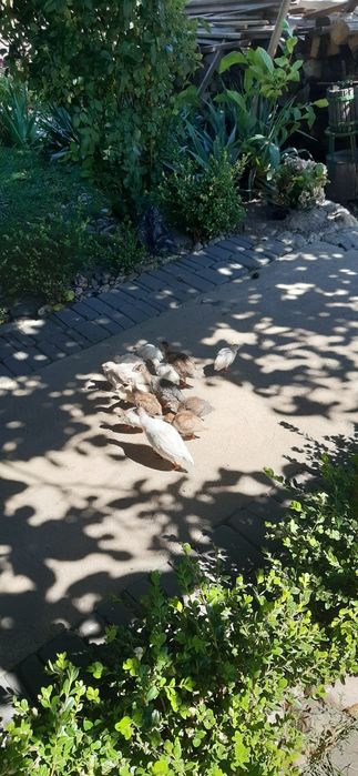 Perliczki kolorowe