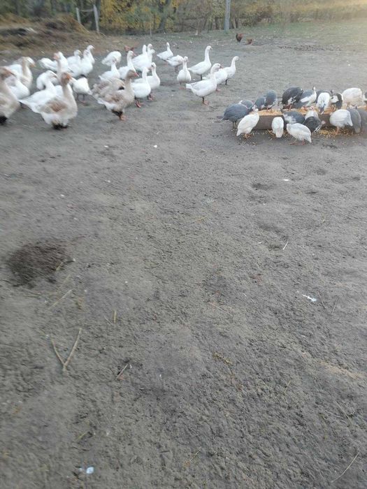 Sprzedam kury gęsi perliczki