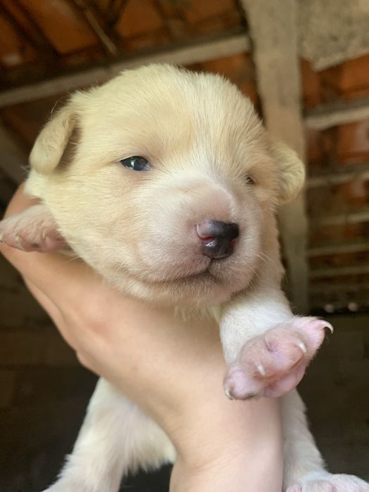 dao se caes de porte medio