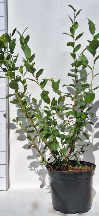 Borówka Amerykańska | Sadzonki borówki C2 | certyfikat CAC