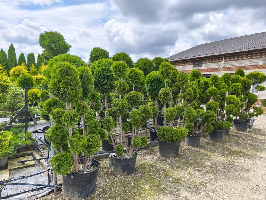 Bonsai Tuja  brabant formowana w kulę
