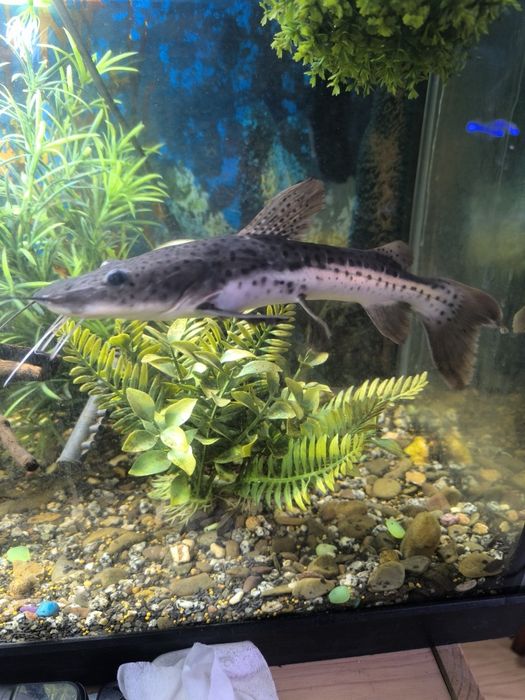 Pintado / Surubim Pintado venda