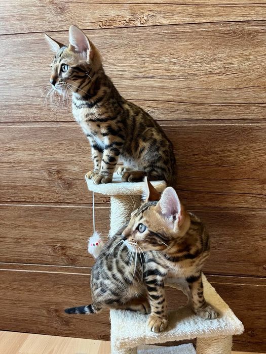 Бенгальські кошенята бенгальские котята хлопчики та дівчата