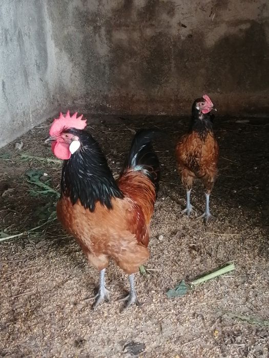 Galinhas de várias espécies