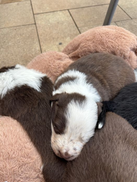 Border Collie, Rezerwacja!!