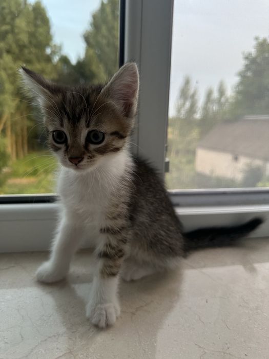 Віддамо кошенят у добрі руки!