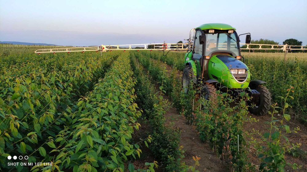 Drzewka owocowe wszystkie gatunki