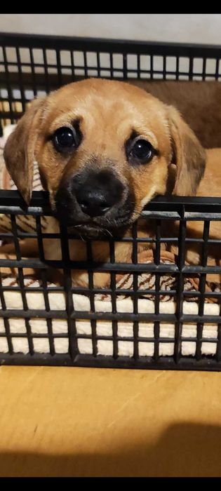 Szczeniak szuka domu oddam pieska Włocławek piesek szuka domu