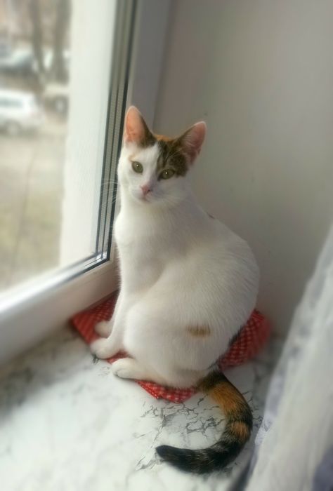 Конфетці потрібен дім