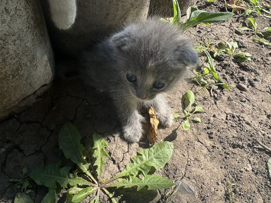 Кошеня для добрих людей (Scottish Fold)