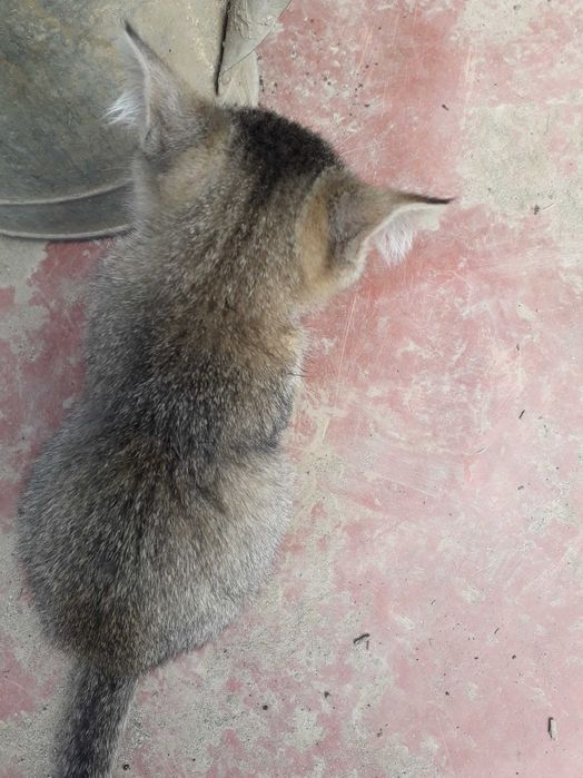 кошечка  бесплатно  сіра