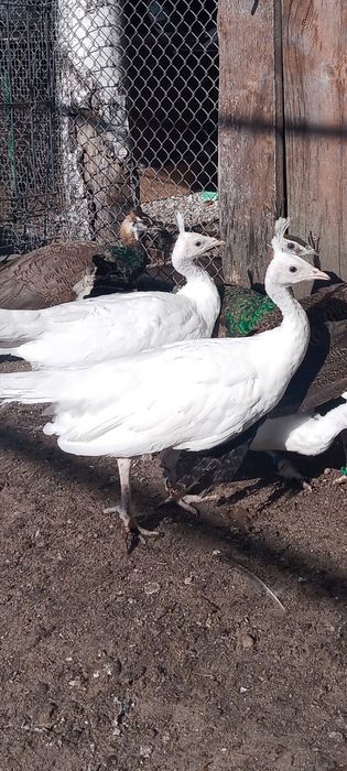 pawie szmaragdowe białe, z maja tego roku.